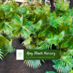 plants10