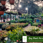 plants9