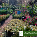 plants8