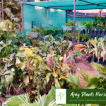 plants7