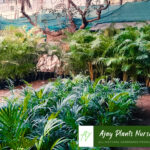 plants6