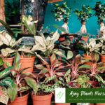 plants5