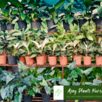 plants4