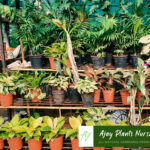 plant3