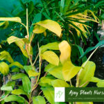 plant2