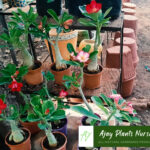plant1