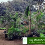 PALMS